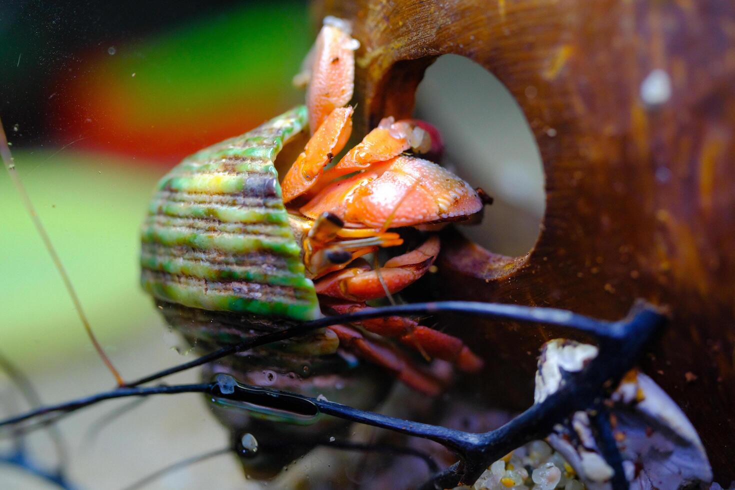 Animal Photography. Animal Close up. Macro shot of Red hermit crab or Coenobita Rugosus with green shell hanging on a coconut shell. Shot in Macro lens photo