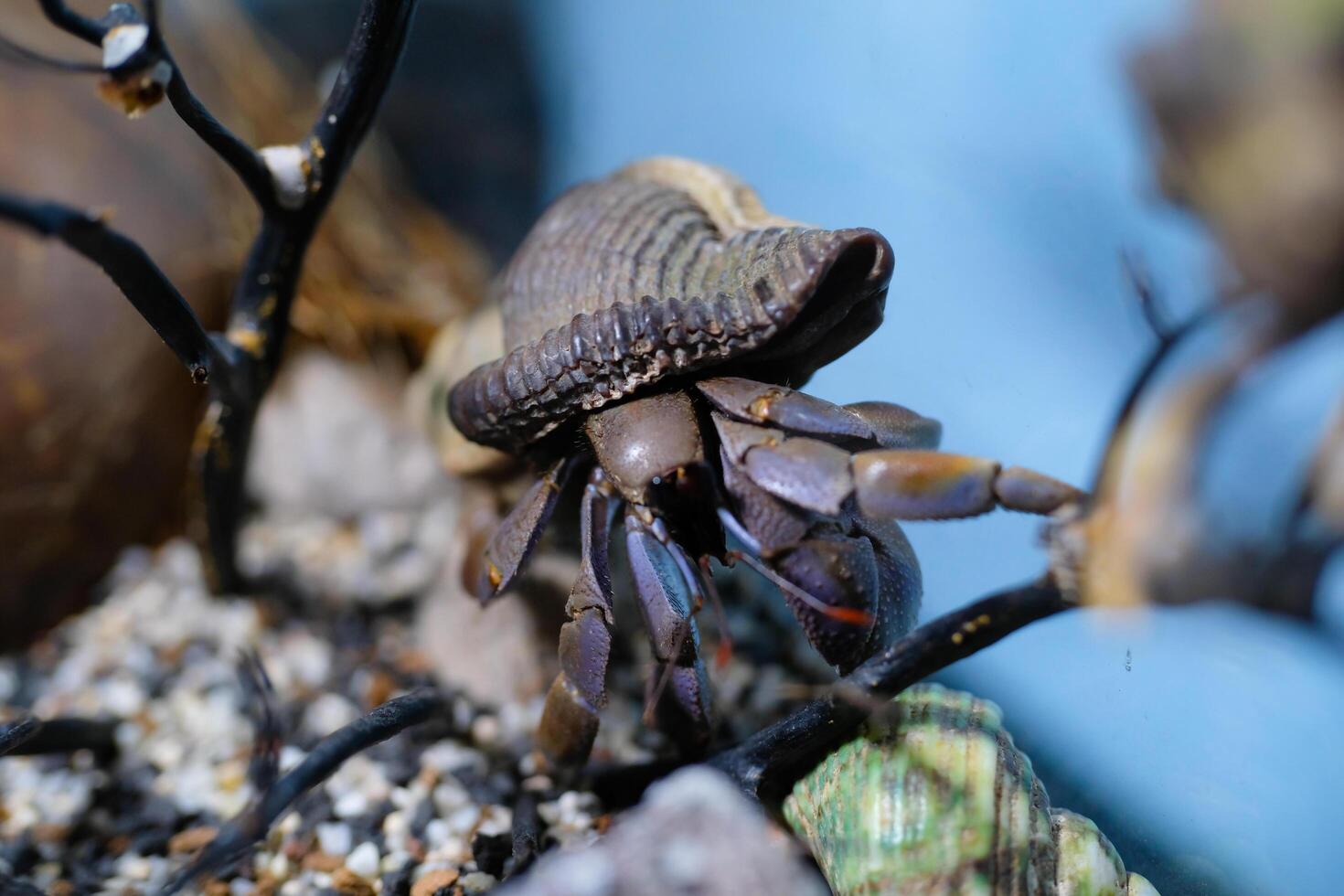 Macro Photography. Animal Close up. Macro shot of the purple land hermit crab Coenobita brevimanus with a unique shell, the hermit crab is climbing an aquarium. Purple brevimanus photo