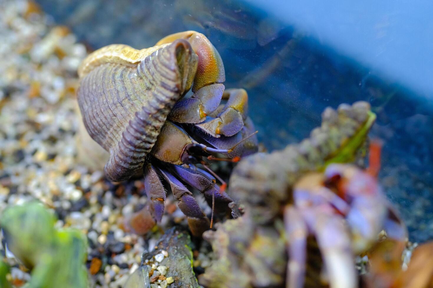 Macro Photography. Animal Close up. Macro shot of the purple land hermit crab Coenobita brevimanus with a unique shell, the hermit crab is climbing an aquarium. Purple brevimanus photo