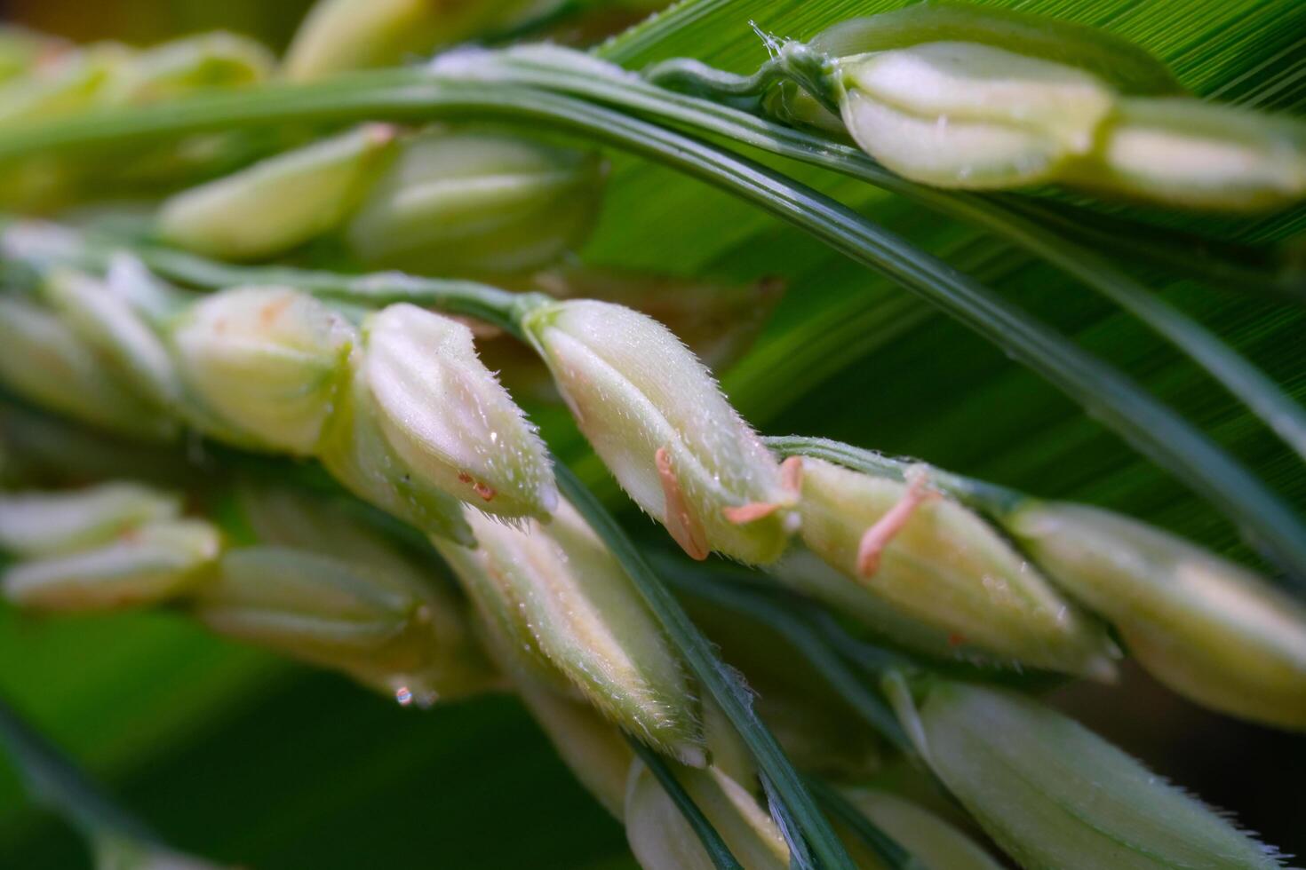 Macro Photography. Plants Close up. Macro shot of green rice grains from the rice plant or Oryza sativa in the morning. Detailed and macro photos of rice grains, unripe rice grains. Shot in Macro lens