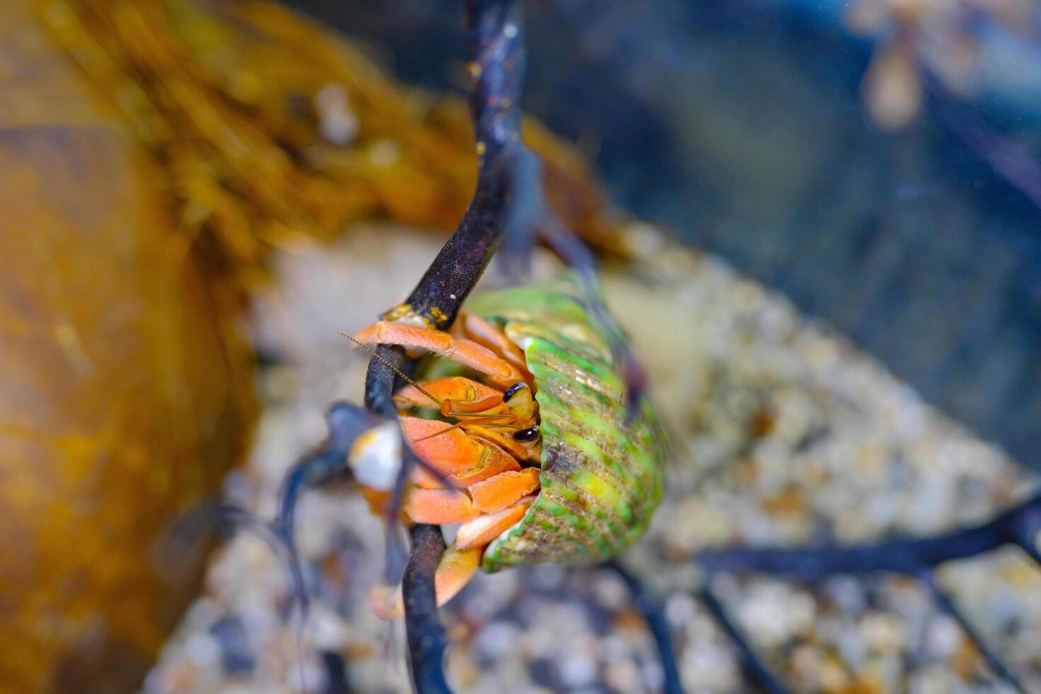 Macro Photography. Animal Close up. Macro photo of a Red Hermit crab, Coenobita Rugosus, climbing a branch. Shot in Macro lens
