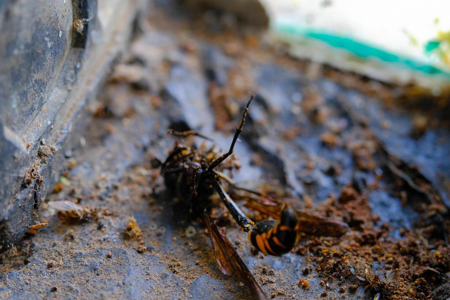 Great Potter Wasp Macro. Animal Closeups. Photo of Great Potter Wasp dying in a window or Delta Unguiculatum macro. Photography using a macro lens. Bandung - Indonesia.