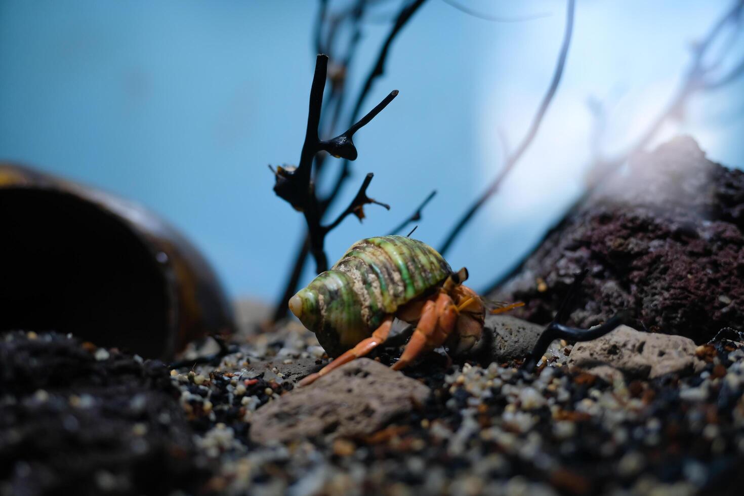 Animal Photography. Animal Close up. Macro shot of Little Hermit crab or Coenobita Rugosus being alone in the corner, Hermit crab on crabitat. Shot in Macro lens photo