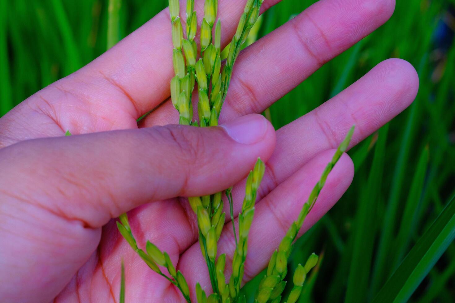 Macro Photography. Plants Close up. Macro photo of a left hand touching and feeling the rice grains, to ensure the rice grows healthy and fertile. Shot in Macro lens