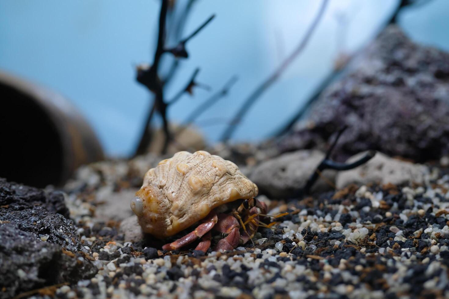 Animal Photography. Animal Close up. Macro shot of Red hermit crab with white shell, hermit crab is walking on sand in crabitat. Shot in Macro lens photo