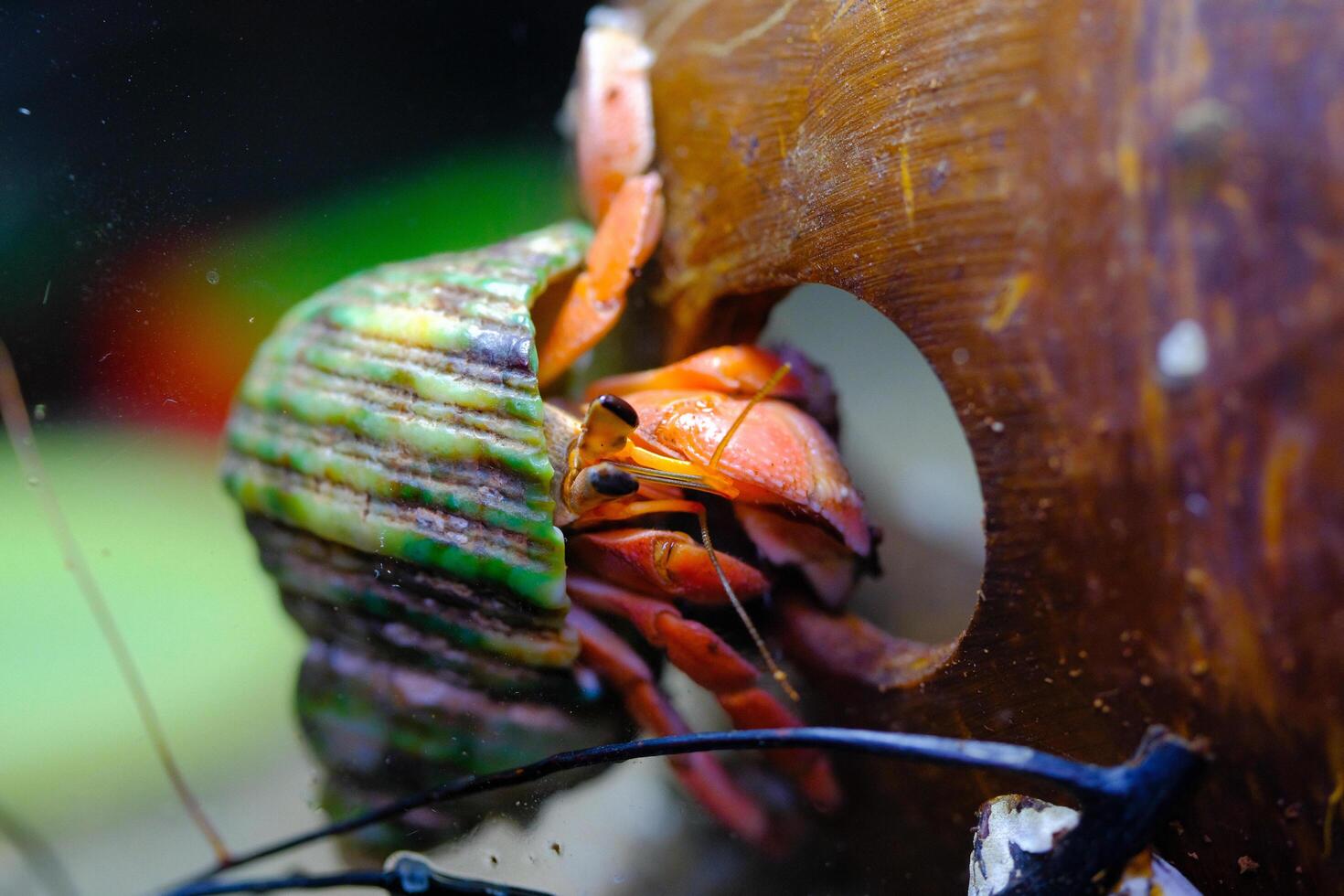 Animal Photography. Animal Close up. Macro shot of Red hermit crab or Coenobita Rugosus with green shell hanging on a coconut shell. Shot in Macro lens photo