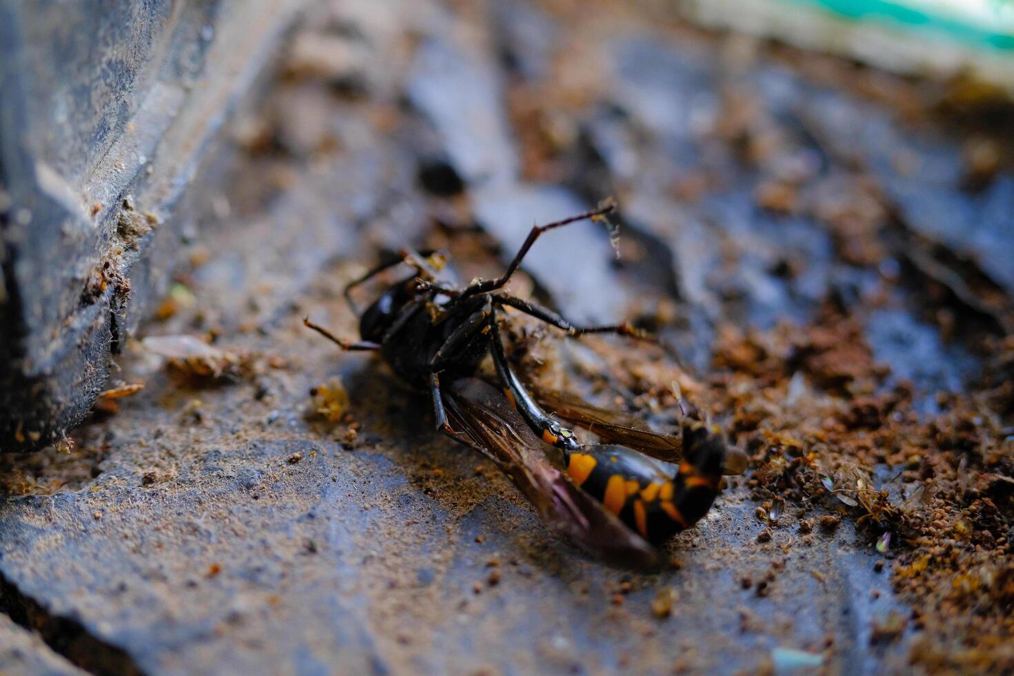 Great Potter Wasp Macro. Animal Closeups. Photo of Great Potter Wasp dying in a window or Delta Unguiculatum macro. Photography using a macro lens. Bandung - Indonesia.