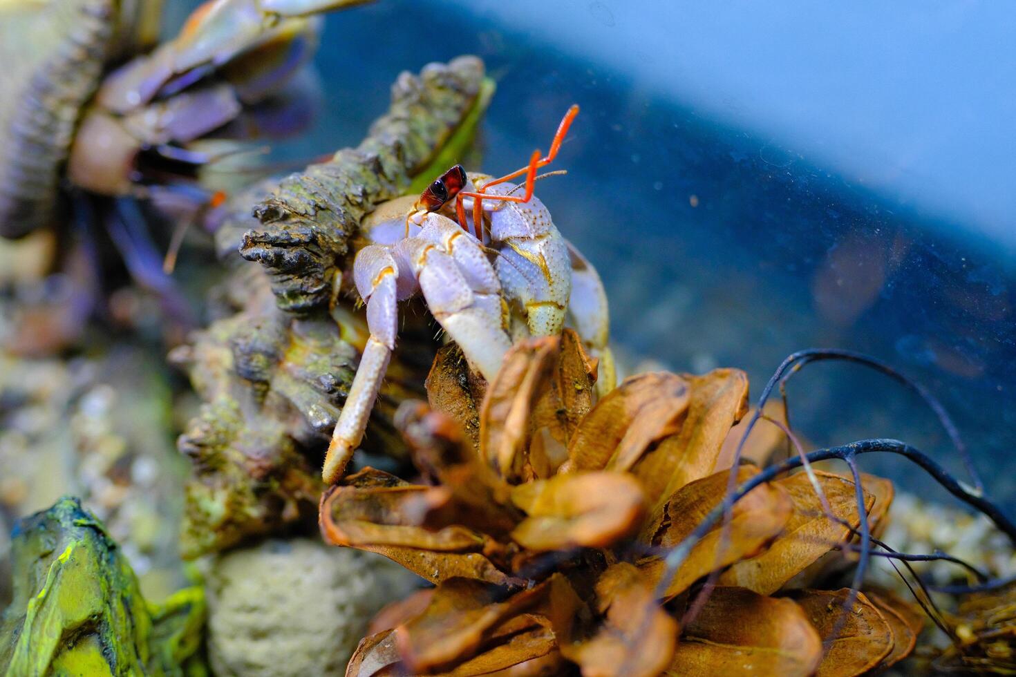 Macro Photography. Animal Close up. Macro shot of the purple land hermit crab Coenobita brevimanus with a unique shell, the hermit crab is climbing an aquarium. Purple brevimanus photo