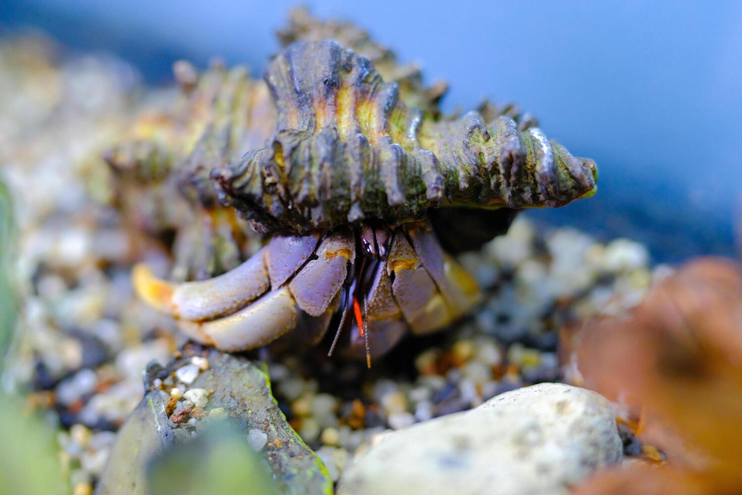 Macro Photography. Animal Close up. Macro shot of the purple land hermit crab Coenobita brevimanus with a unique shell, the hermit crab is climbing an aquarium. Purple brevimanus photo