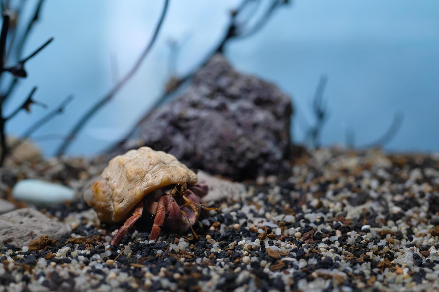 Animal Photography. Animal Close up. Macro shot of Red hermit crab with white shell, hermit crab is walking on sand in crabitat. Shot in Macro lens photo