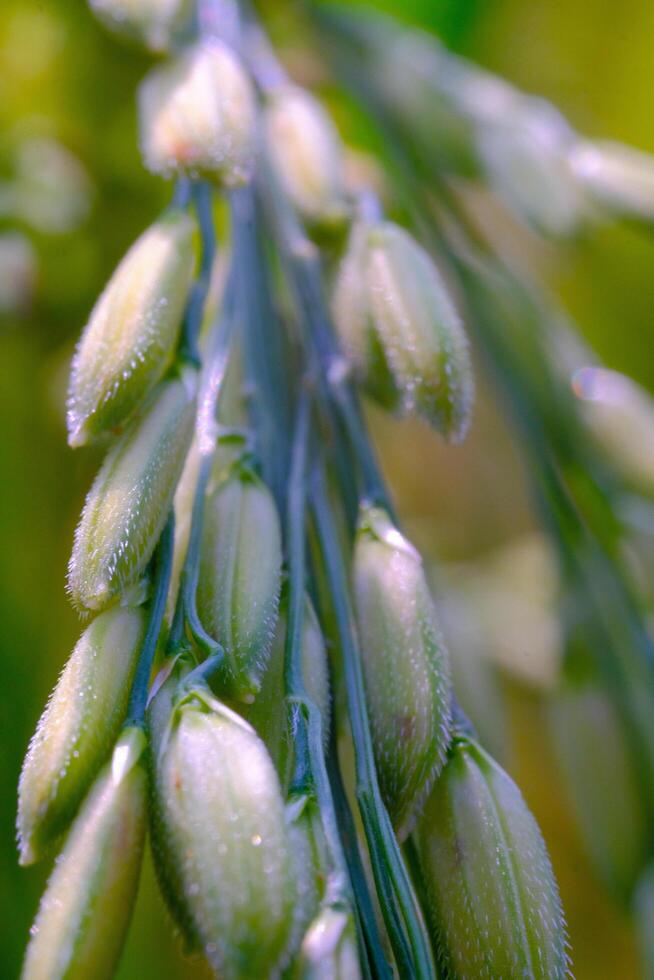Macro Photography. Plants Close up. Macro shot of green rice grains from the rice plant or Oryza sativa in the morning. Detailed and macro photos of rice grains, unripe rice grains. Shot in Macro lens
