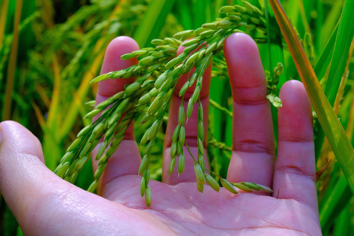 Macro Photography. Plants Close up. Macro photo of a left hand touching and feeling the rice grains, to ensure the rice grows healthy and fertile. Shot in Macro lens