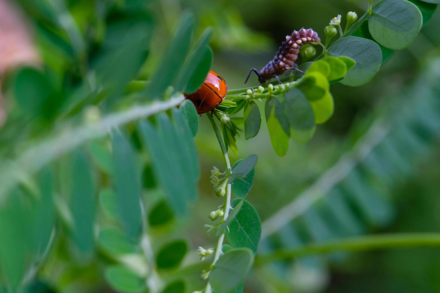 Red Ladybug is crawling in a weed. Close up photo of red ladybug living in the wild. Graphic Resources. Animal Themes. Animal Close Up. Macro Photography