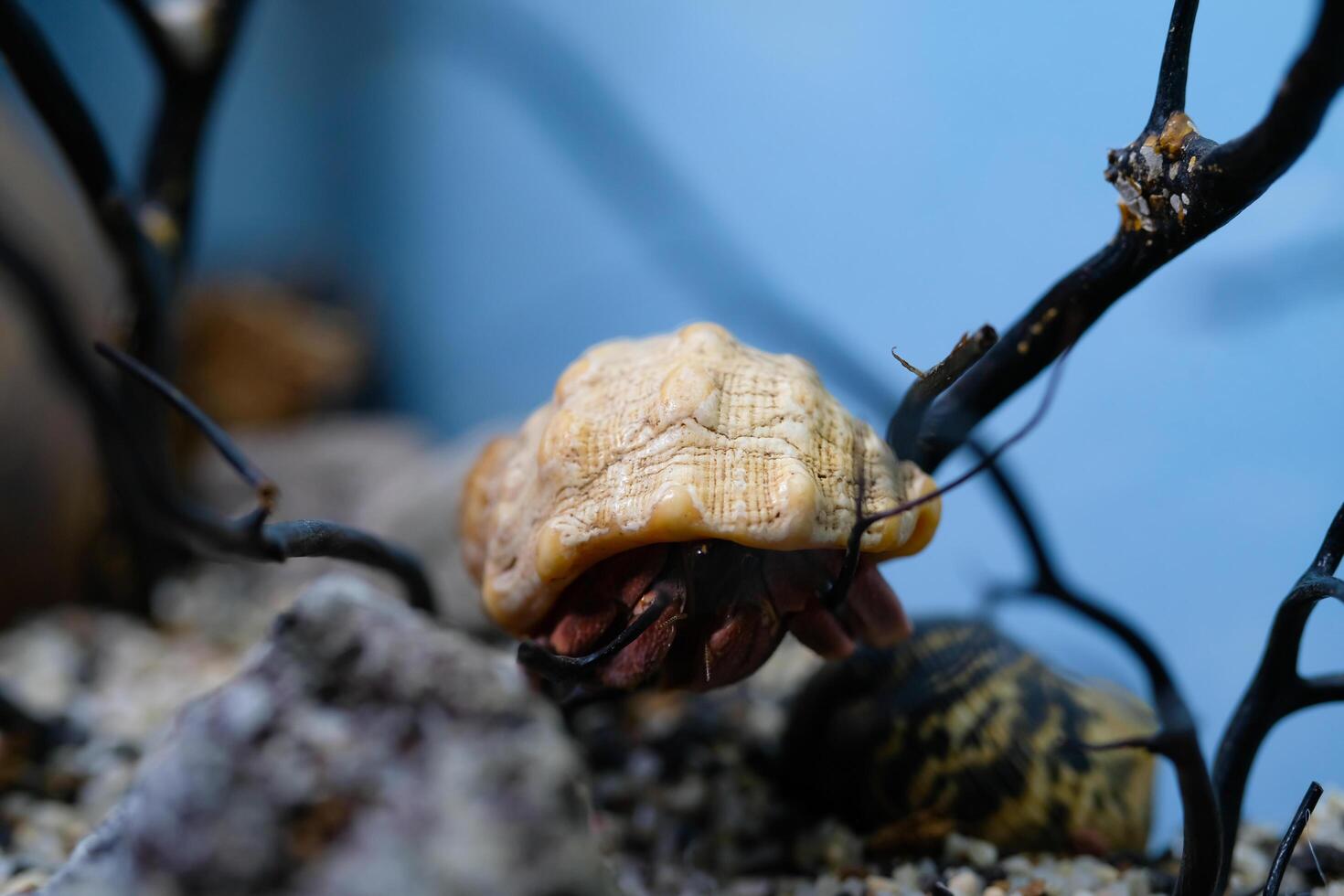 Macro Photography. Animal Close up. Macro photo of a Big Hermit crab or Coenobita Brevimanus stuck on a branch. Animal Behaviour. Shot in Macro lens