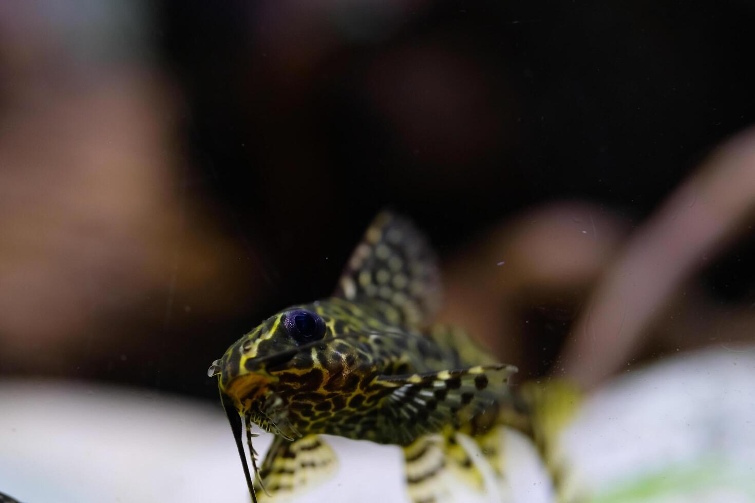 Macro Photography. Animal Close up. Macro shot of Synodontis nigriventris catfish in the aquarium. Fish on tanks. Shot in Macro lens photo