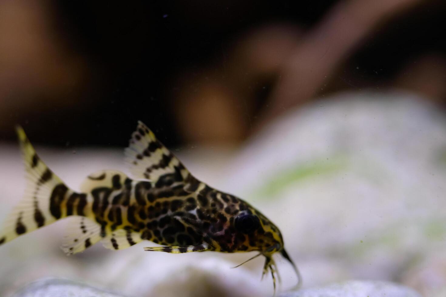 Macro Photography. Animal Close up. Macro shot of Synodontis nigriventris catfish in the aquarium. Fish on tanks. Shot in Macro lens photo