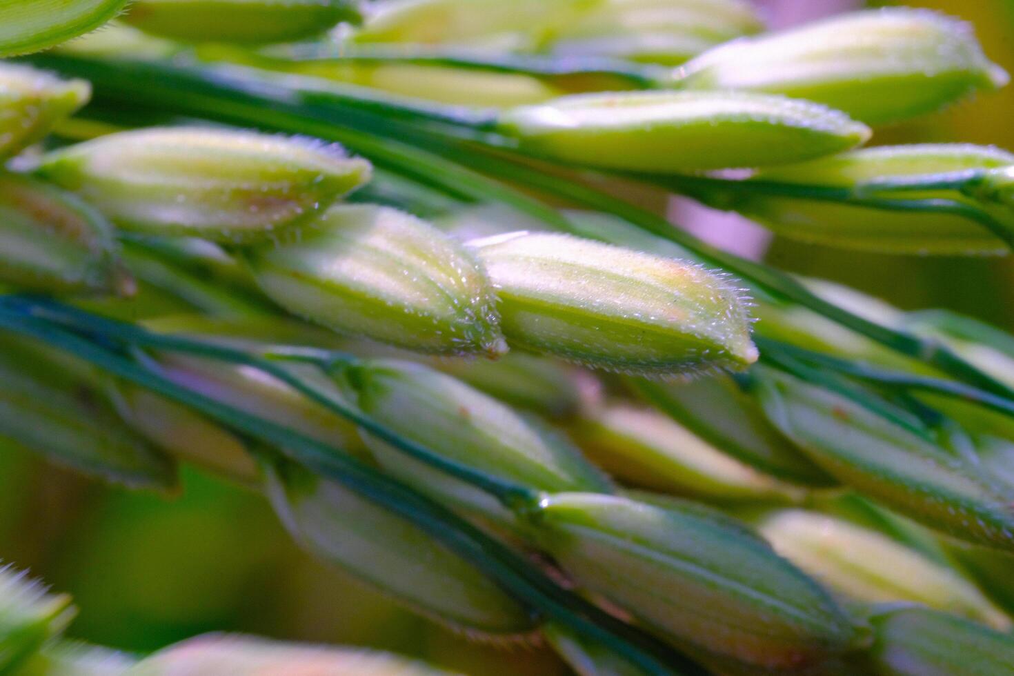 Macro Photography. Plants Close up. Macro shot of green rice grains from the rice plant or Oryza sativa in the morning. Detailed and macro photos of rice grains, unripe rice grains. Shot in Macro lens