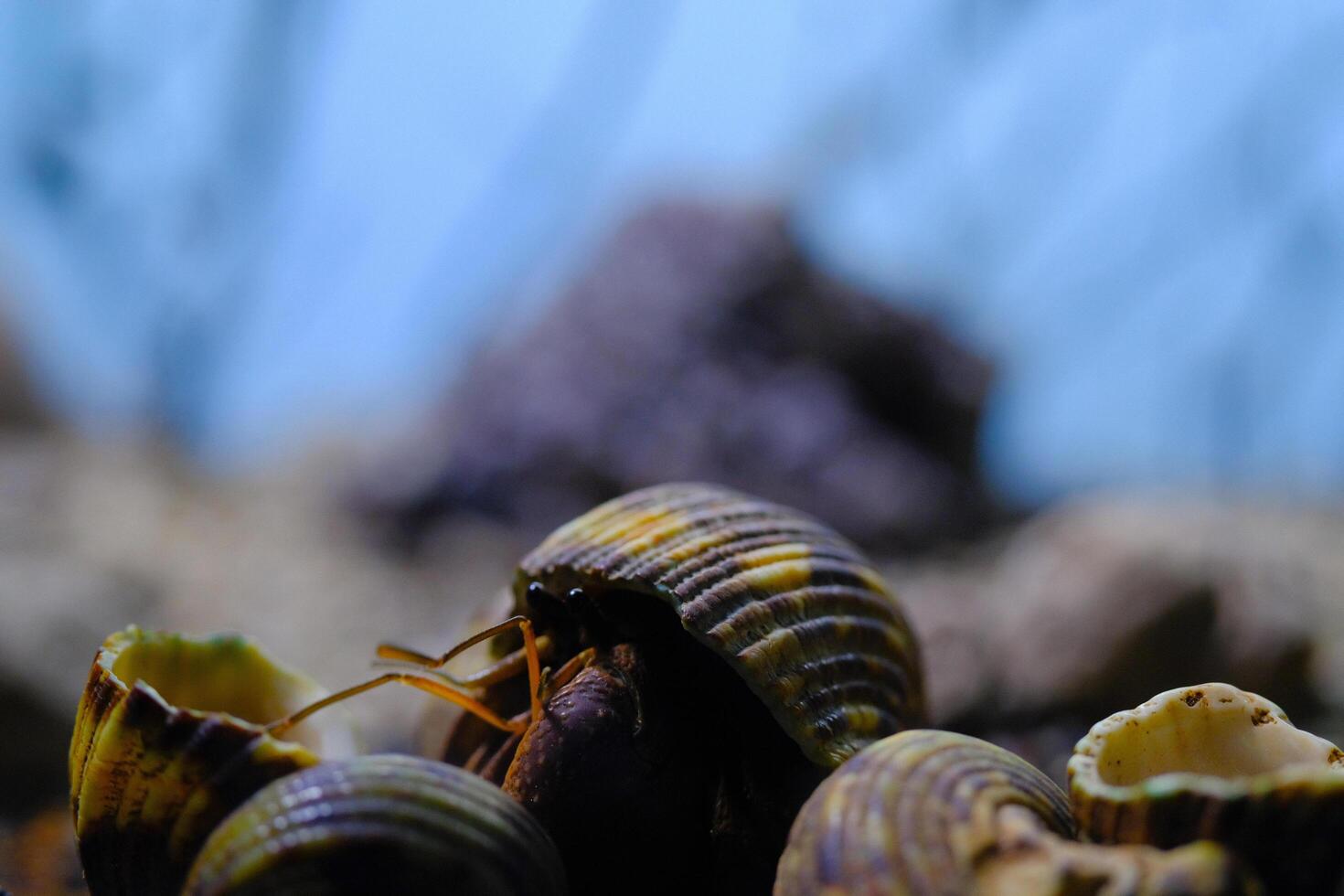 Macro Photography. Animal Close up. Macro photo of a Hermit crab or Coenobita Brevimanus among a pile of shells. Animal Behaviour. Shot in Macro lens