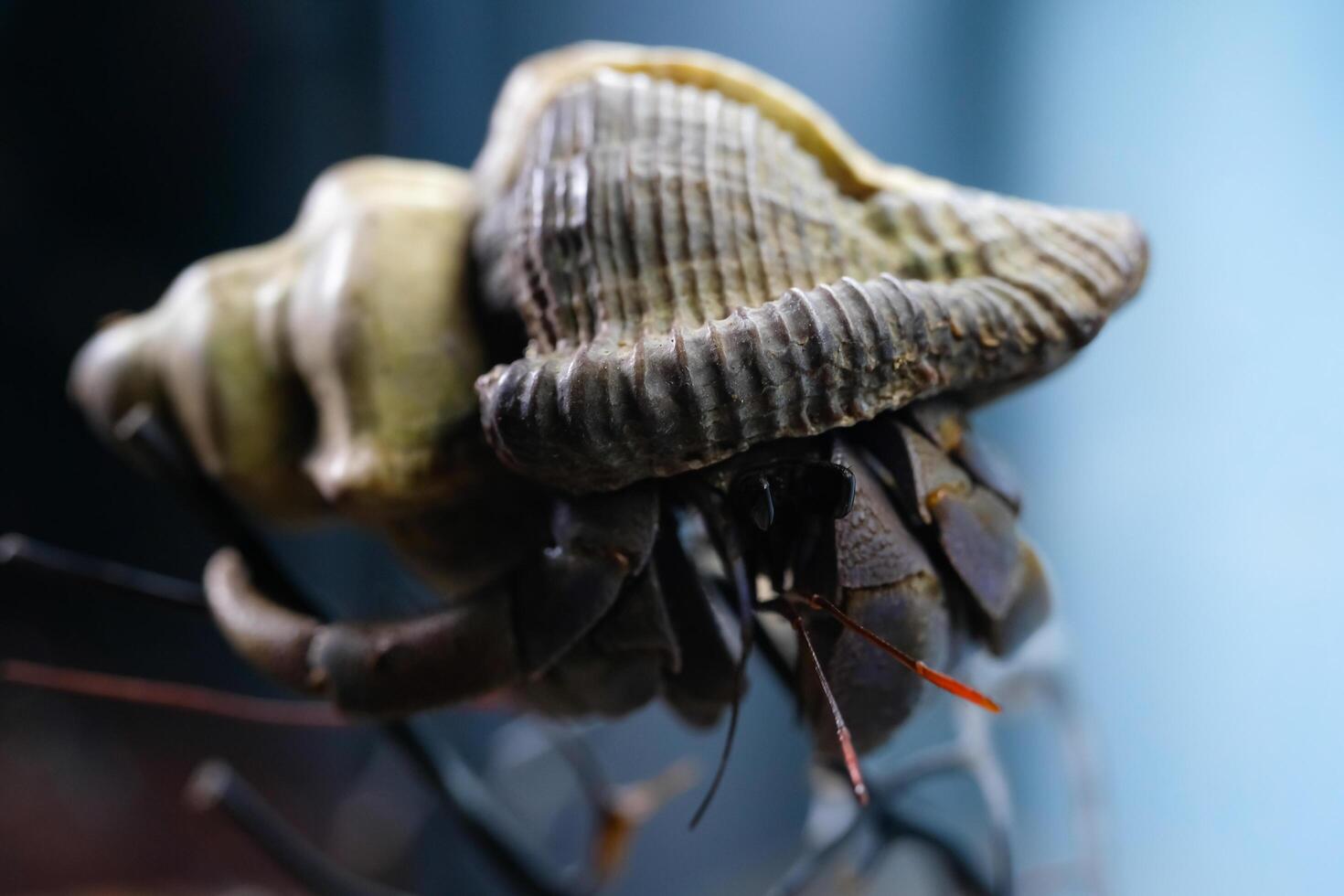 Macro Photography. Animal Close up. Macro photo of a Big Hermit crab or Coenobita Brevimanus stuck on a branch. Animal Behaviour. Shot in Macro lens