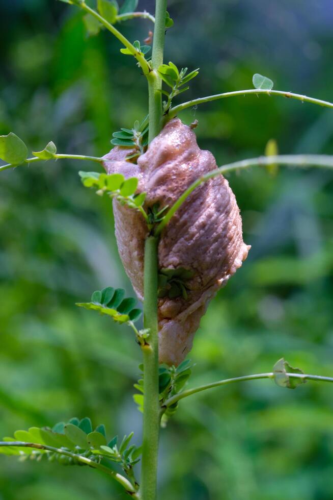 Shellless snails land on wild plants. Macro shot of snail in the wild isolated. Graphic Resources. Animal Themes. Animal Closeup. Macrophotography photo