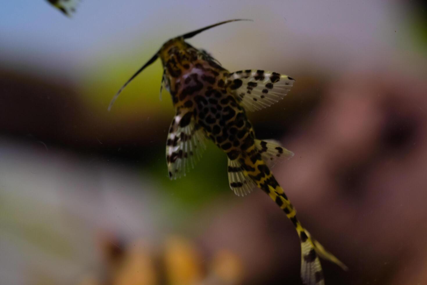 Macro Photography. Animal Close up. Macro shot of Synodontis nigriventris catfish in the aquarium. Fish on tanks. Shot in Macro lens photo