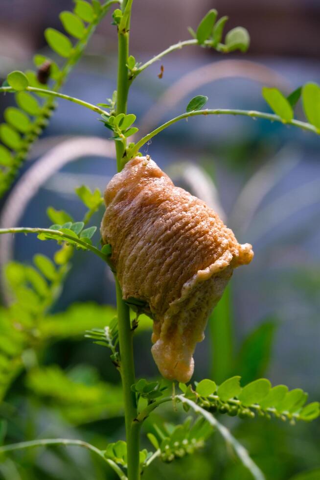 Shellless snails land on wild plants. Macro shot of snail in the wild isolated. Graphic Resources. Animal Themes. Animal Closeup. Macrophotography photo