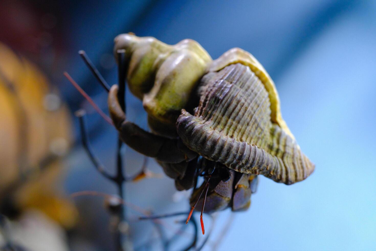 Macro Photography. Animal Close up. Macro photo of a Big Hermit crab or Coenobita Brevimanus stuck on a branch. Animal Behaviour. Shot in Macro lens