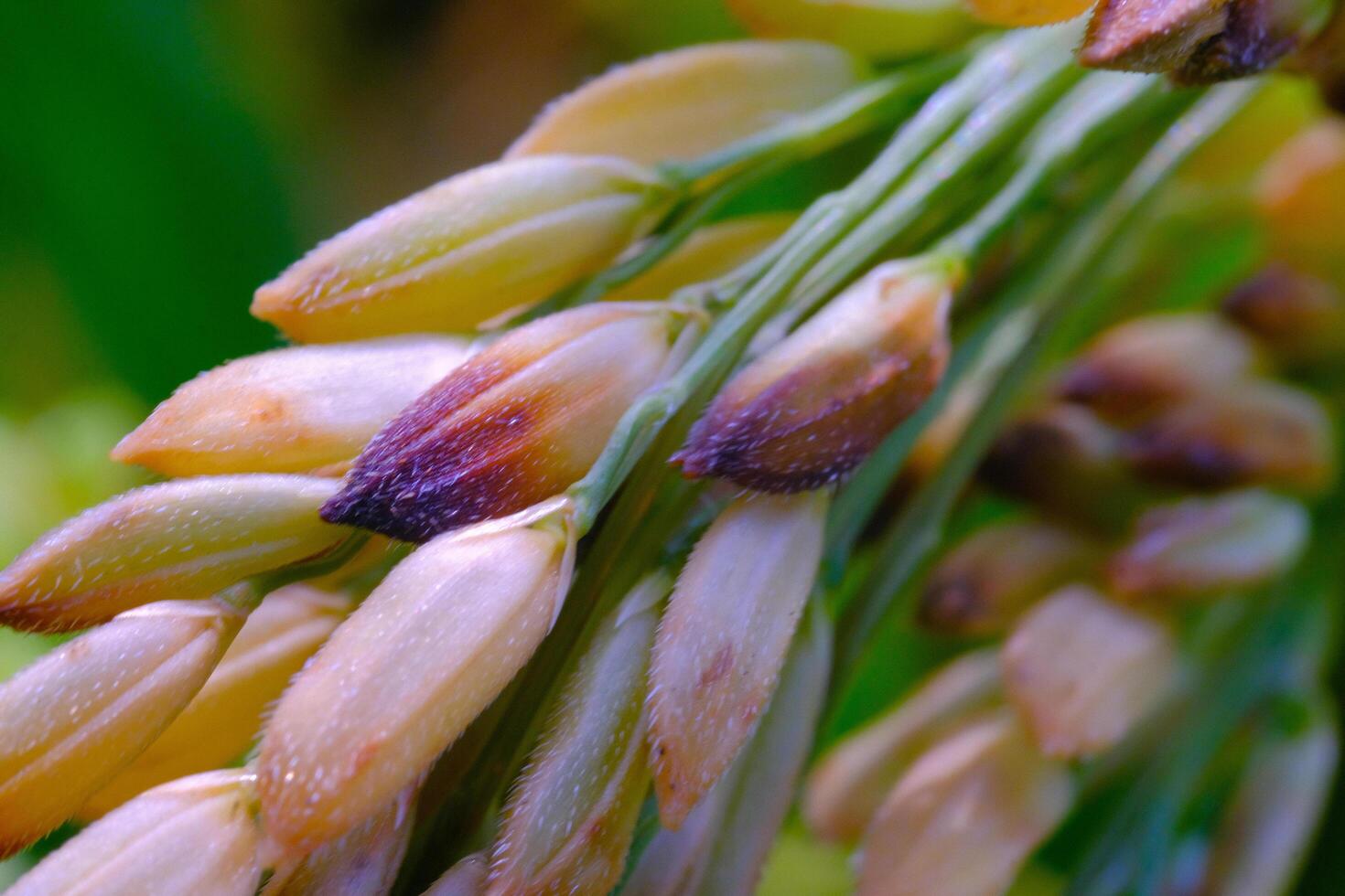 Macro Photography. Plants Close up. Macro shot of rice grains from the rice plant or Oryza sativa. Detailed and macro photos of rice grains, unripe rice grains. Shot in Macro lens