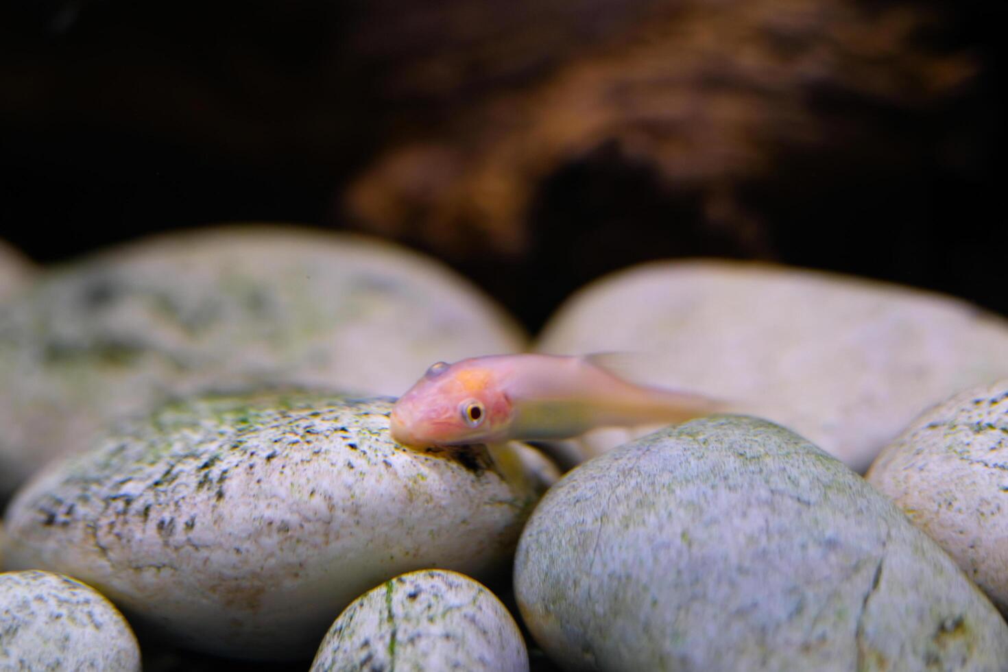 Animal Photography. Animal Close up. Macro shot of White Chinese algae eater fish swimming freely in the aquarium. Shot in Macro lens photo