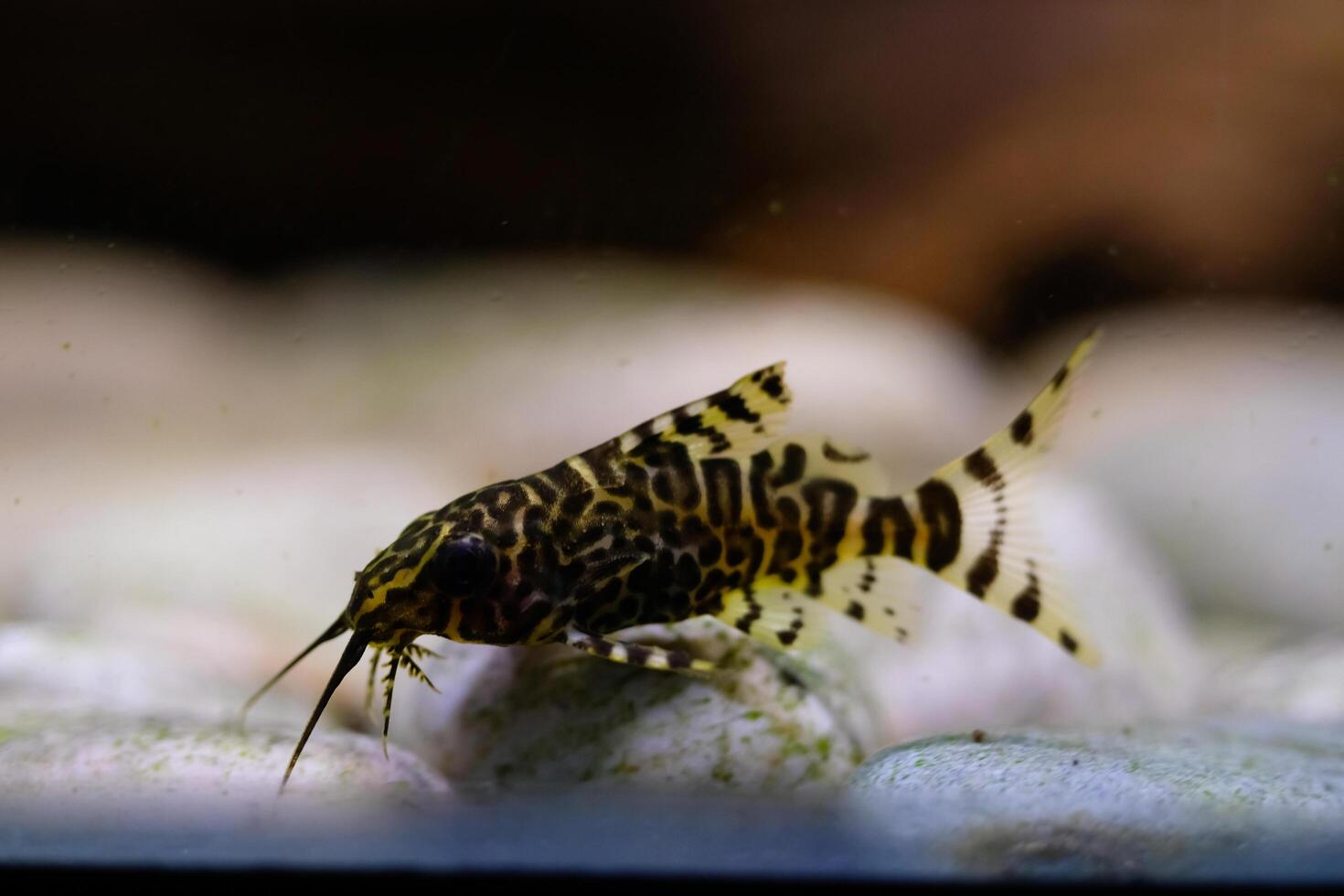 Macro Photography. Animal Close up. Macro shot of Synodontis nigriventris catfish in the aquarium. Fish on tanks. Shot in Macro lens photo