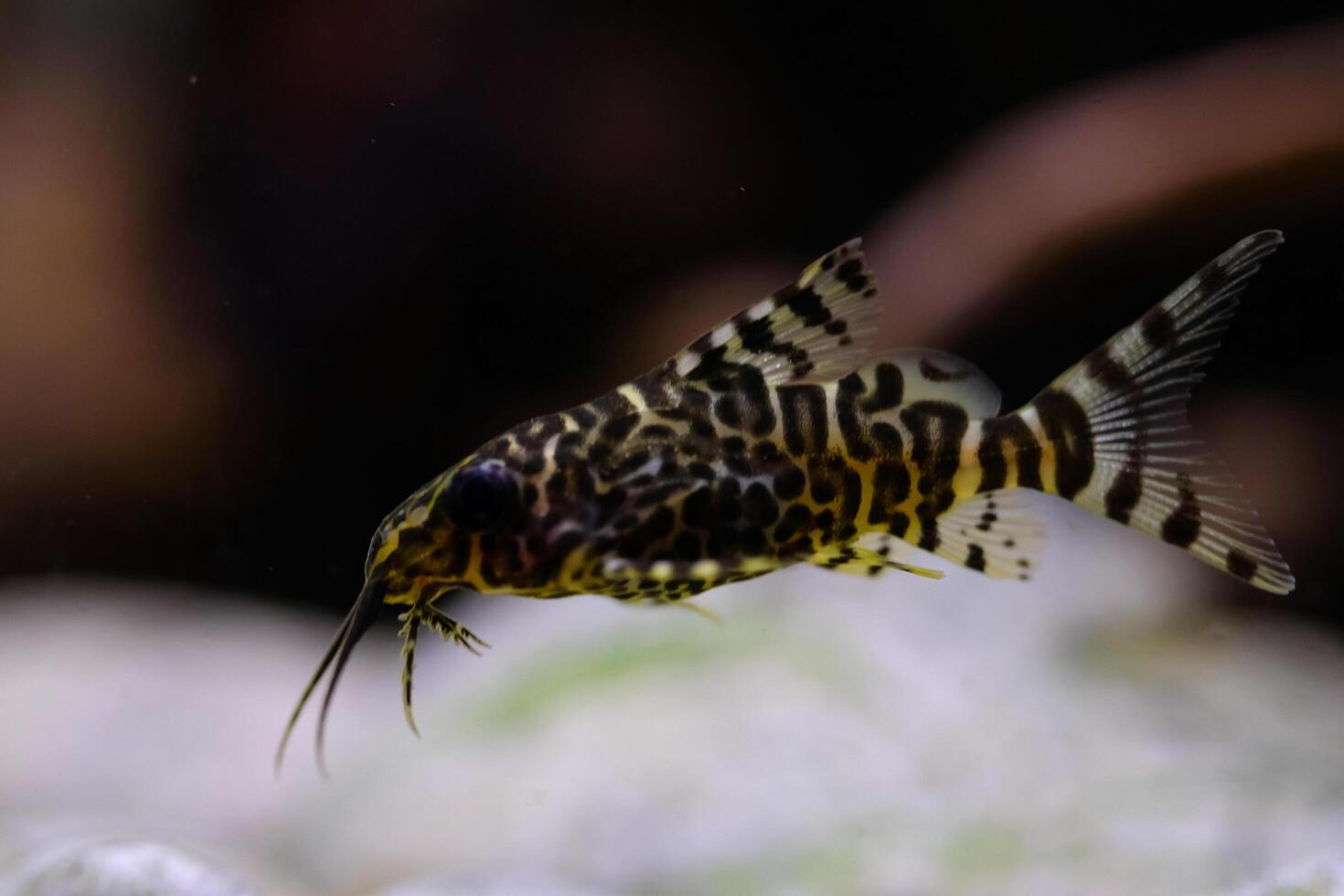 Macro Photography. Animal Close up. Macro shot of Synodontis nigriventris catfish in the aquarium. Fish on tanks. Shot in Macro lens photo