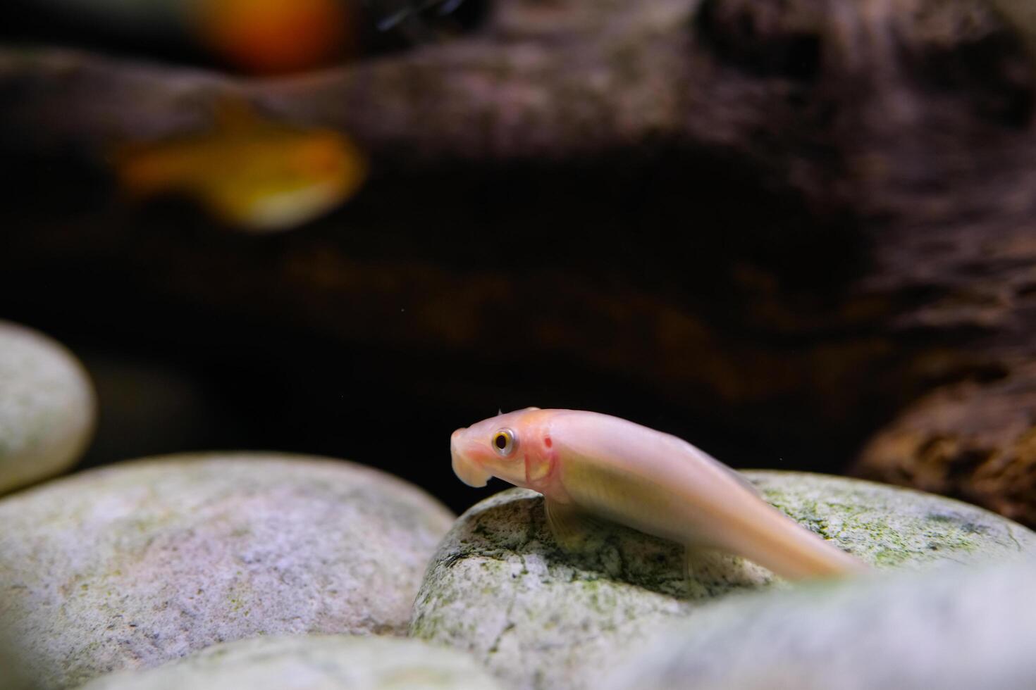 Animal Photography. Animal Close up. Macro shot of White Chinese algae eater fish swimming freely in the aquarium. Shot in Macro lens photo