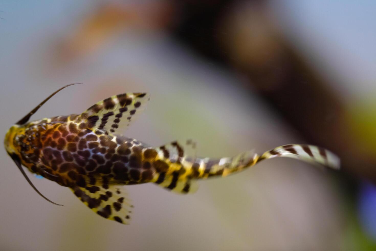 Macro Photography. Animal Close up. Macro shot of Synodontis nigriventris catfish in the aquarium. Fish on tanks. Shot in Macro lens photo