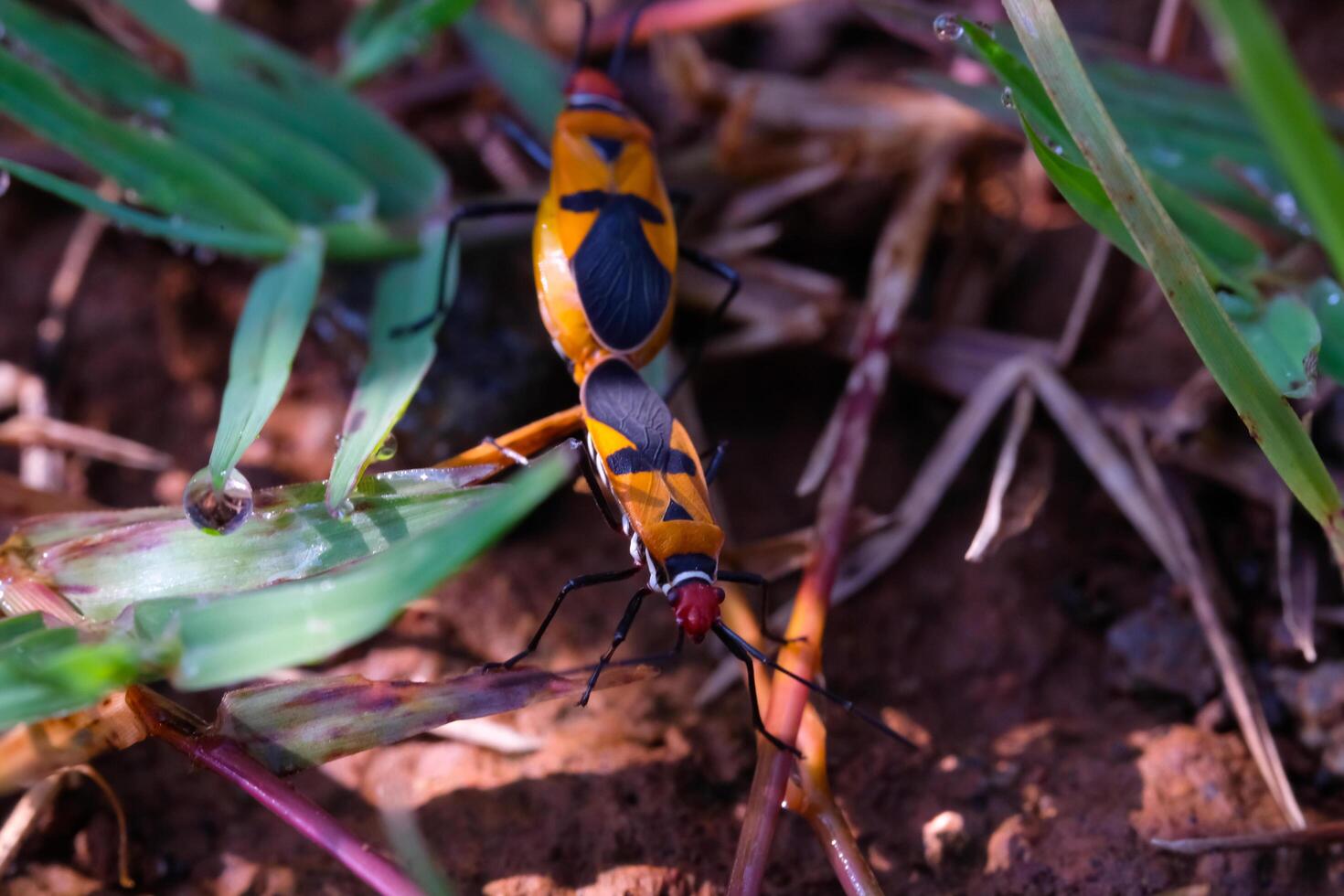 Red Cotton Bug or Oncopeltus bug is mating. Close up photo of red cotton bugs mating on wild grass and soil. Graphic Resources. Animal Themes. Animal Closeup. Macrophotography