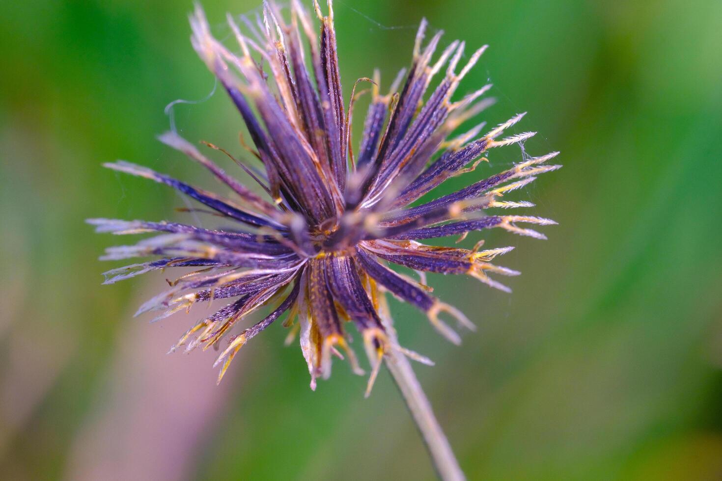 Macro Photography. Plants Close up. Macro shot of dried Bidens Pilosa flowers. Detailed and macro photos of dried Bidens Pilosa flower. Shot in Macro lens