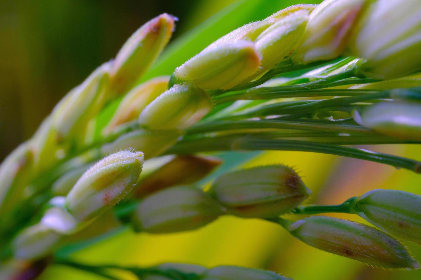 Macro Photography. Plants Close up. Macro shot of rice grains from the rice plant or Oryza sativa. Detailed and macro photos of rice grains, unripe rice grains. Shot in Macro lens