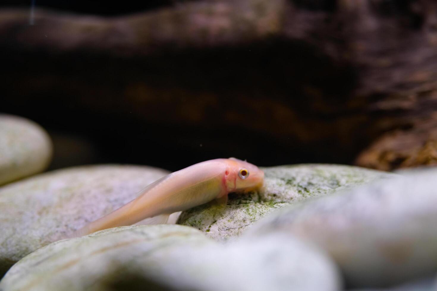 Animal Photography. Animal Close up. Macro shot of White Chinese algae eater fish swimming freely in the aquarium. Shot in Macro lens photo
