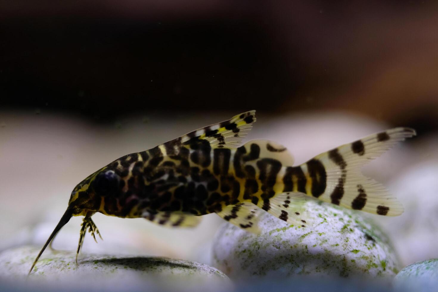 Macro Photography. Animal Close up. Macro shot of Synodontis nigriventris catfish in the aquarium. Fish on tanks. Shot in Macro lens photo