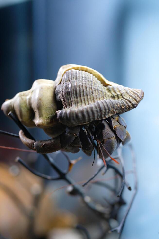 Macro Photography. Animal Close up. Macro photo of a Big Hermit crab or Coenobita Brevimanus stuck on a branch. Animal Behaviour. Shot in Macro lens