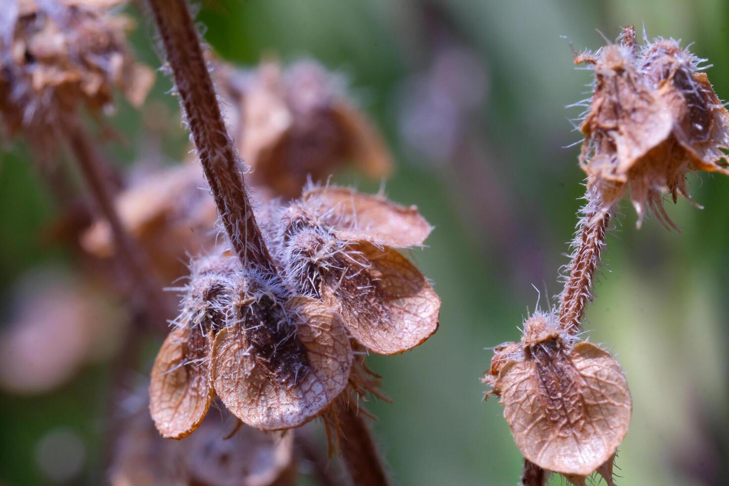 Macro Photography. Plants Close up. Macro shot of dried basil seed plant. The flowers and stems dry out. Shot in Macro lens photo