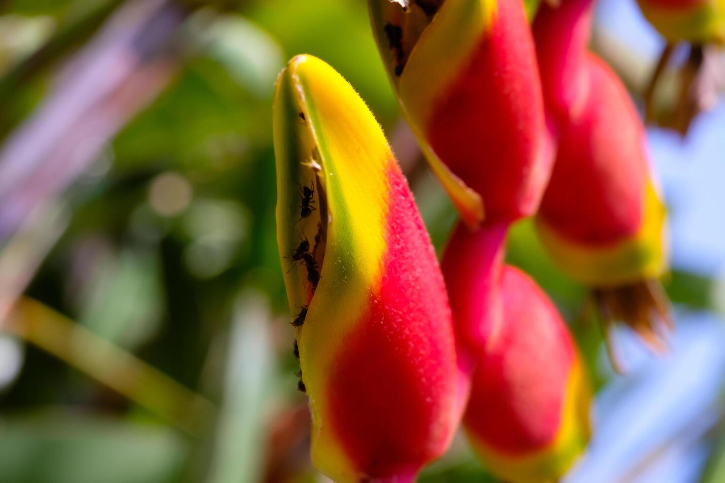 Macro Photography. Plants Close up. Macro photo of red and yellow orchid flowers of the Heliconia Rostrata type. Shot in Macro lens