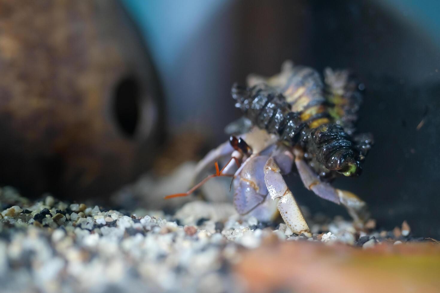 Animal Photography. Animal Close up. Macro shot of Red hermit crab or Coenobita Rugosus walking on sandy and rocky aquarium, Hermit crab on crabitat. Shot in Macro lens photo