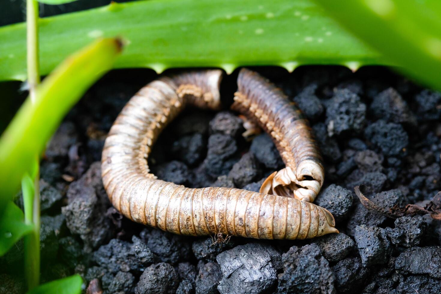 Corpse of millipede isolated. The remaining shell of a dead millipede is in a plant pot. Graphic Resources. Animal Themes. Animal Closeup. Macrophotography photo