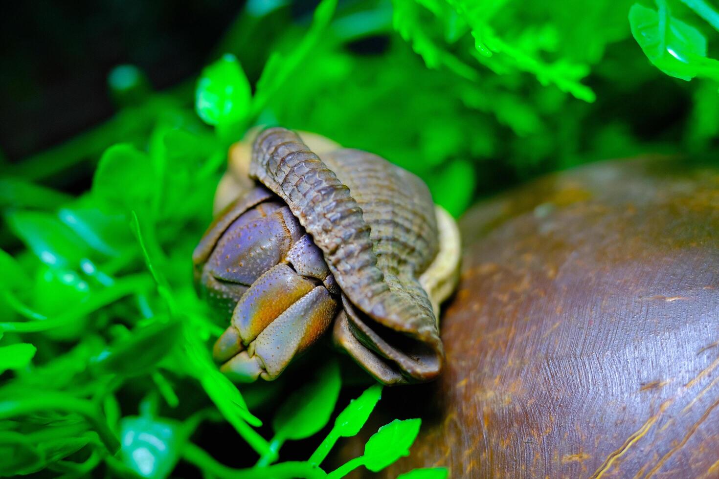 Macro Photography. Animal Close up. Macro shot of the purple land hermit crab or Coenobita brevimanus trying to fit into a coconut shell. Shot in Macro lens photo