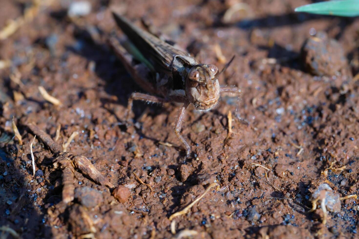 Brown grasshopper on the ground. Grasshopper pests grow rapidly in the rainy season. Graphic Resources. Animal Themes. Animal Close Up. Macro Photography photo