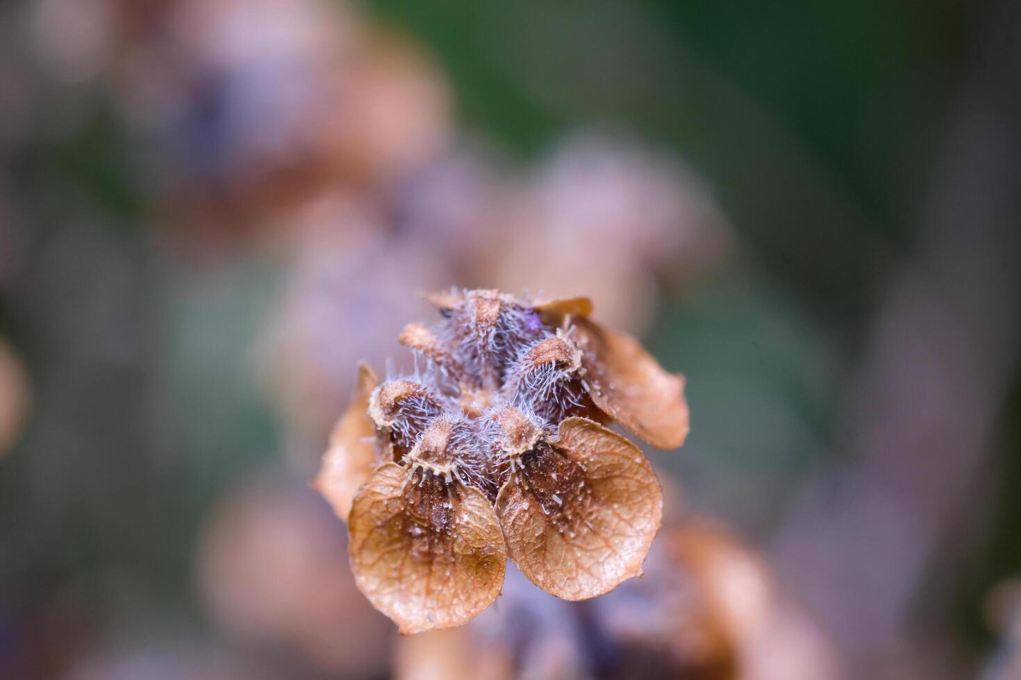 Macro Photography. Plants Close up. Macro shot of dried basil seed plant. The flowers and stems dry out. Shot in Macro lens photo