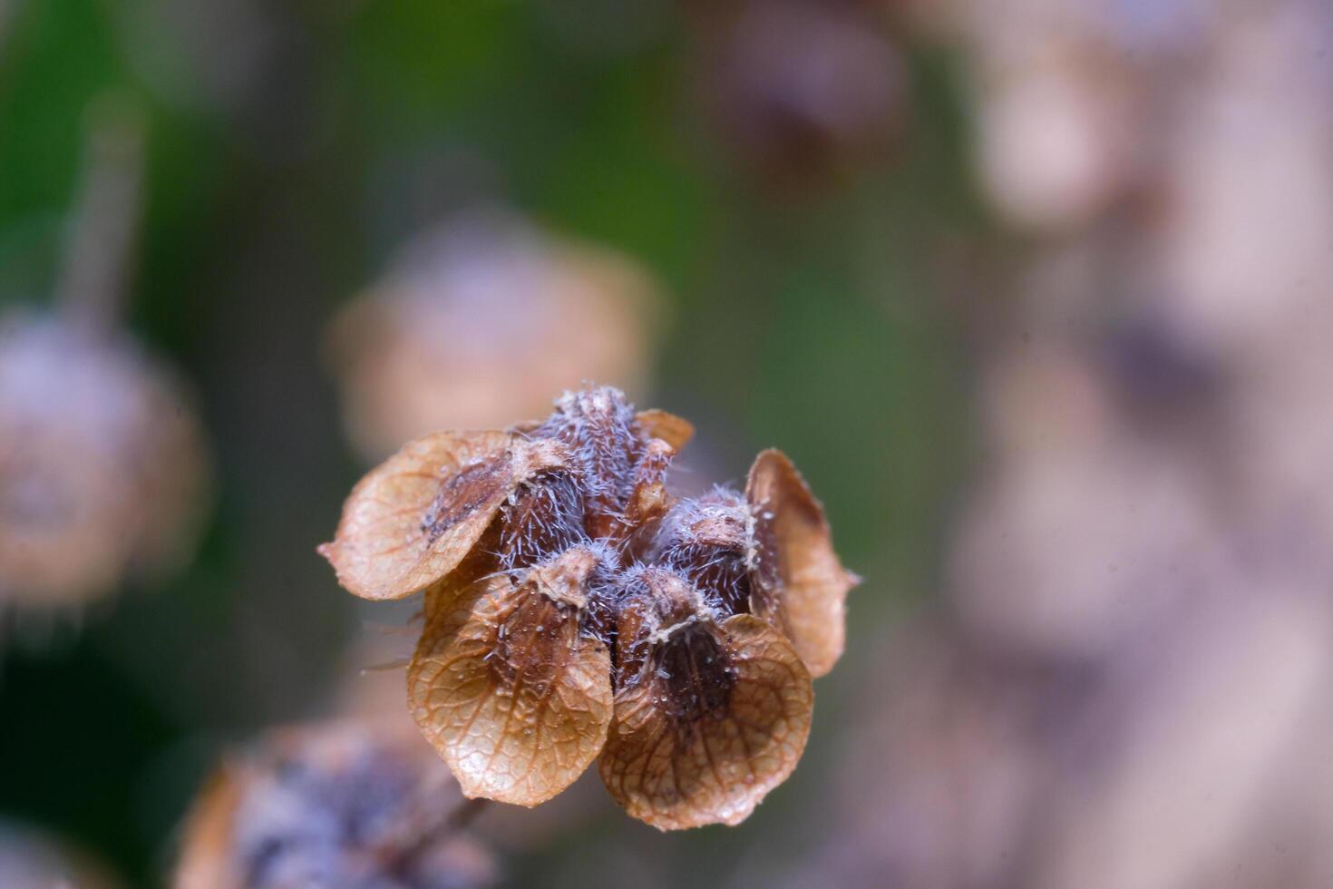 Macro Photography. Plants Close up. Macro shot of dried basil seed plant. The flowers and stems dry out. Shot in Macro lens photo