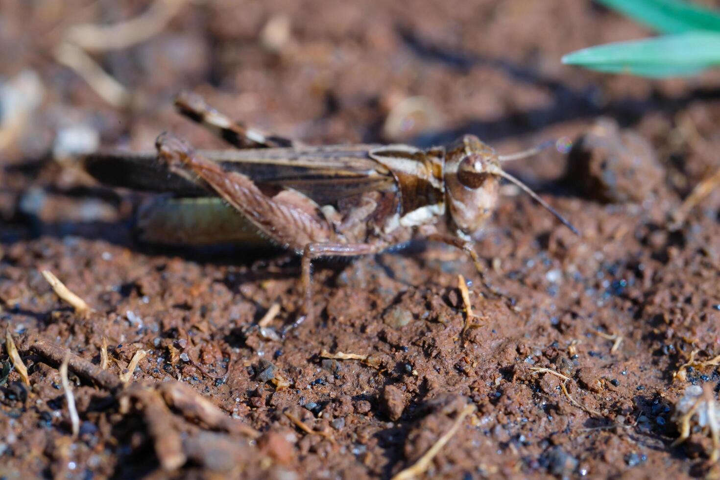 Brown grasshopper on the ground. Grasshopper pests grow rapidly in the rainy season. Graphic Resources. Animal Themes. Animal Close Up. Macro Photography photo