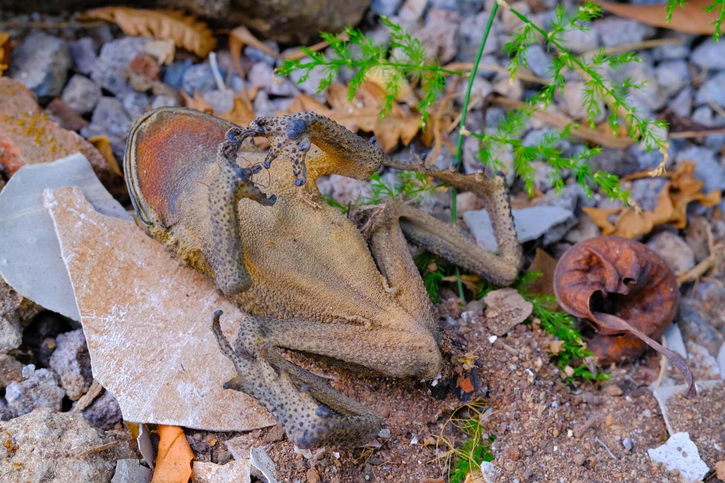 Macro Photography. Animal Close up. Macro shot of a dead frog camouflaged against the background, a dead and dried frog. Macro Photos of Exotic Animals