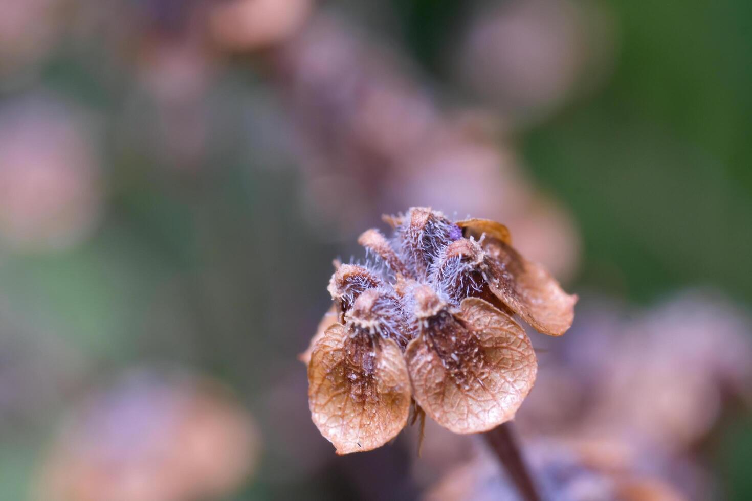 Macro Photography. Plants Close up. Macro shot of dried basil seed plant. The flowers and stems dry out. Shot in Macro lens photo